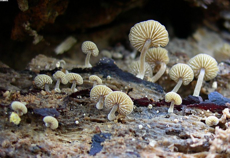 Simocybe haustellaris   ( Fr. )   Watling